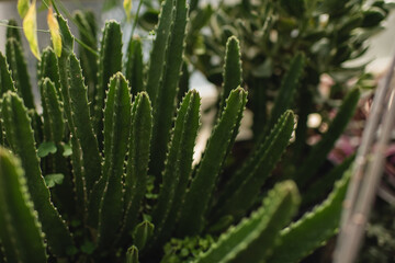 Stapelia plant stems in indoor botanical garden