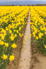Field of daffodils in Washington