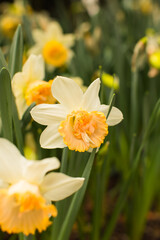 Daffodil in a field of daffodils