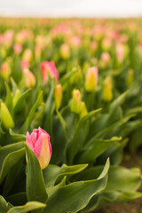 Pink tulip in a field