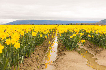 Daffodil field of spring flowers