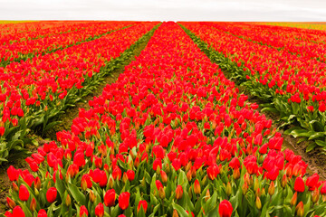 A field of red tulips