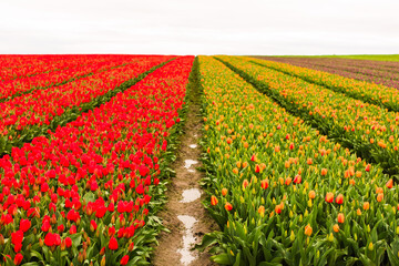 Field of red and oragne tulips