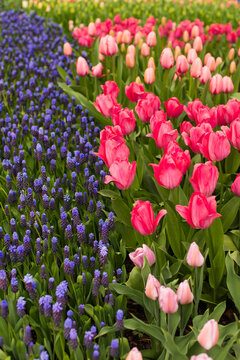 Bed of purple hyacith and pink tulips