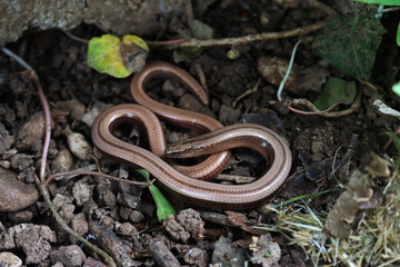 Young Twisted slowworm on ground Anguis fragilis