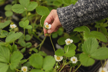 A woman's hand touching a strawberry flower in outdoor garden