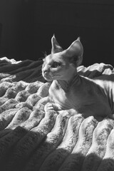 Posing Devon Rex kitten in the sun