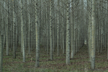 Bare poplar grove, Adna, Washington's serene scene