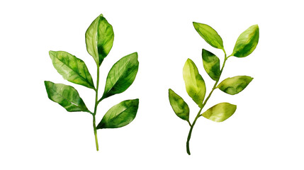 Fototapeta premium Watercolor leaf stems set on transparent background.