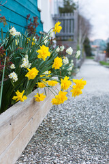 Bright yellow daffodils bloom in an urban planter box