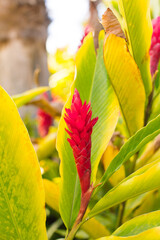 Red ginger flower among variegated tropical leaves
