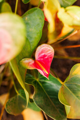 Pink anthurium bloom with heart-shaped leaf backdrop