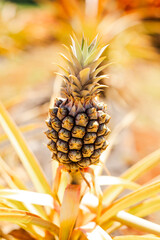 Pineapple fruit maturing on a sunlit tropical plant
