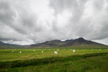 Sown fields at harvest time in Iceland
