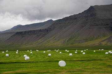 Sown fields at harvest time in Iceland - obrazy, fototapety, plakaty