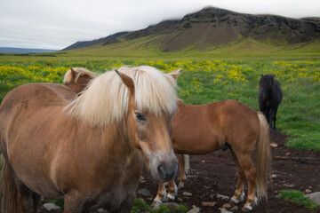 Landscape of meadow with horses in Iceland