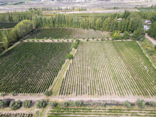 Beautiful aerial view to grapevines in winery, Mendoza