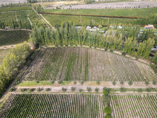 Beautiful aerial view to grapevines in winery, Mendoza