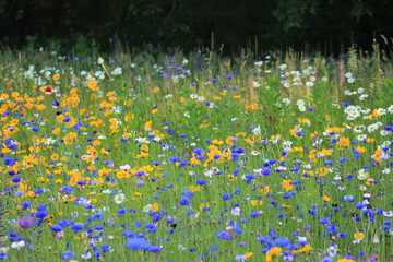 Wildflowers in an open field during summer
