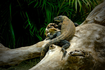 Giant lizard at Taman Mini Indonesia Indah