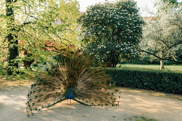 Peacock with open tail in spring in Prague park