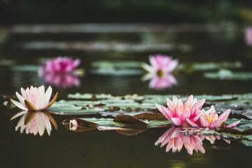 Water Lilies On A Summer Afternoon
