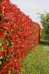Red Robin Photinia hedge with many red leaves on springtime. Photinia x fraseri in the garden 