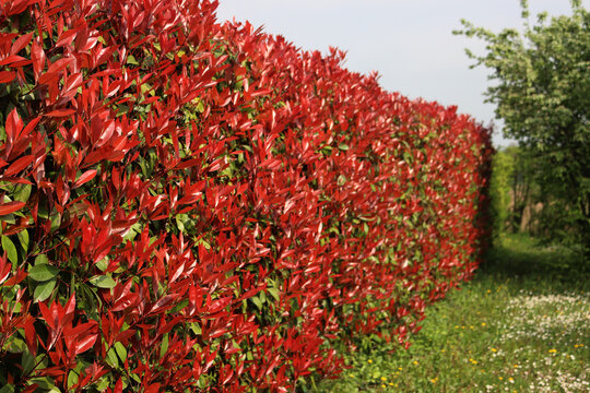 Red Robin Photinia hedge with many red leaves on springtime. Photinia x fraseri in the garden 