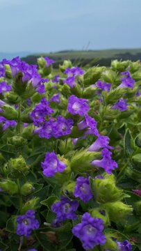 blue flowers in the valley