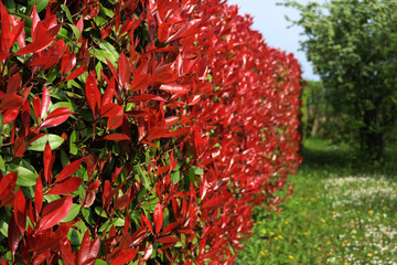 Red Robin Photinia hedge with many red leaves on springtime. Photinia x fraseri in the garden 
