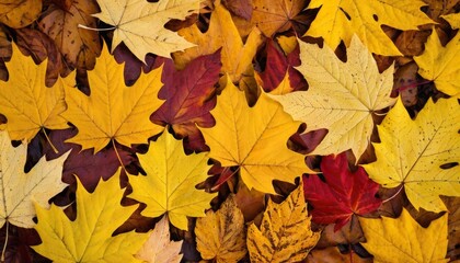Naklejka na ściany i meble Colorful background made of fallen autumn leaves.