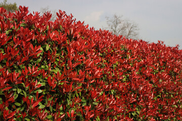 Close-up of Red Robin Photinia hedge with many red leaves on springtime. Photinia x fraseri in the garden 