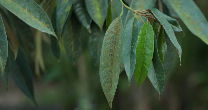 ,Durian disease ,illness of Durian in the plantations,in the durian garden By Agal Spot causing of Cephaleuros virescense
