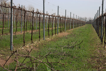 Pruined Pinot Vineyard on early springtime with many cut branches on the ground in the italian countryside