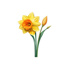 Realistic Yellow Daffodil Watercolor. Vector illustration design.