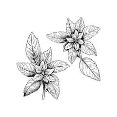 Black and White Floral Botanical Sketches Hand drawn style. Vector illustration design