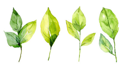Fototapeta premium Watercolor leaf stems set on transparent background.