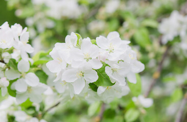 Apple tree flowers on nature background. Apple tree flowers close up. Branch of apple tree with white flowers and green leaves on spring day outdoors. Blooming apple tree. Floral background. 