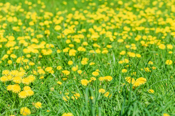 Yellow dandelions in green grass. Flowering dandelions on meadow in springtime sunny day. Floral background or banner with copy space.