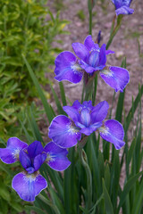 Fleur Iris de Sibérie mauve à Inverewe Garden en Ecosse au Printemps
