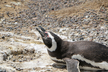 Naklejka premium penguin on the rocks