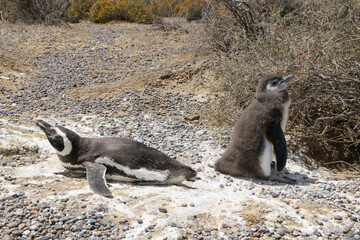 Naklejka premium penguins in the island