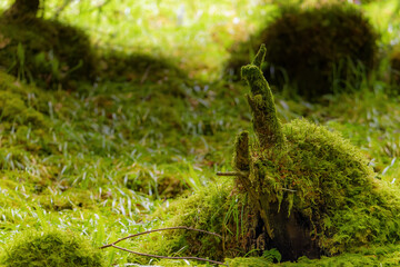 Obraz premium Branche verte en forme de lapin dans une forêt