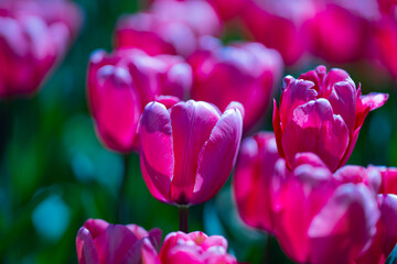 Beautiful Pink Tulips. Purple tulip flowers background. Beautiful flower violet tulips in sunlight landscape at spring or summer. Amazing spring nature. Tulips flowers in garden. - 786891966