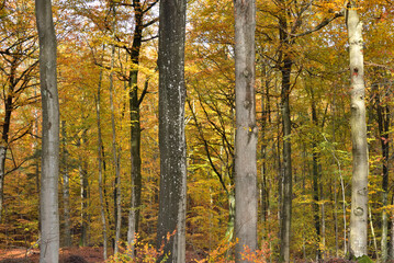 Autumn trees yellow gold and other colors