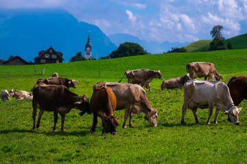 Naklejka na ściany i meble Cows on lawn. Cow grazing on green meadow. Holstein cow. Eco farming. Cows in a mountain field. Cows on a summer pasture. Herd of cows.
