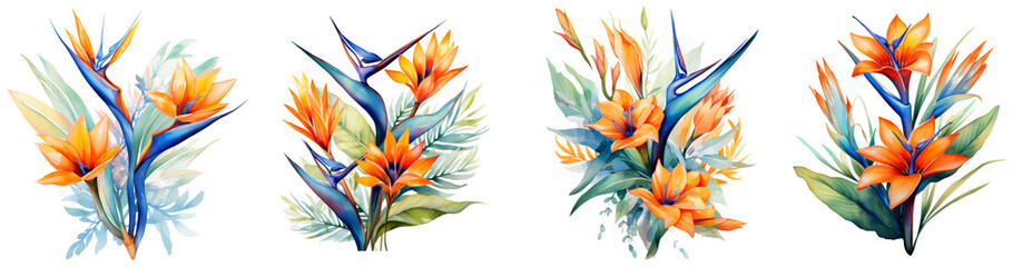Watercolor bird of paradise , Exotic strelitzia flowers clipart isolated on transparent background - obrazy, fototapety, plakaty
