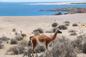 Fototapeta premium llama on the beach