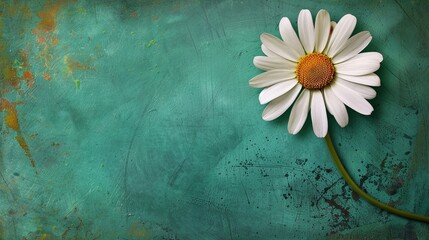 Single daisy flower, petals spread wide, on a vibrant emerald green background, showcasing natural beauty