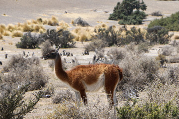 Fototapeta premium llama standing in the grass